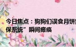 今日焦点：狗狗们误食月饼集体打吊针，网友：整个村“安保系统”瞬间瘫痪