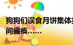狗狗们误食月饼集体打吊针，整村安保系统瞬间瘫痪……