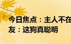 今日焦点：主人不在家快递显示狗已签收,网友：这狗真聪明