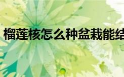 榴莲核怎么种盆栽能结果吗（榴莲核怎么种）