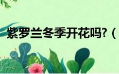 紫罗兰冬季开花吗?（冬紫罗兰有什么功效）