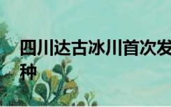 四川达古冰川首次发现荒漠猫 系中国特有物种