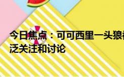 今日焦点：可可西里一头狼被投喂变胖成网红，引发网友广泛关注和讨论