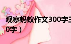 观察蚂蚁作文300字三年级（观察蚂蚁作文300字）