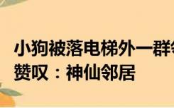 小狗被落电梯外一群邻居陪着等狗主人，网友赞叹：神仙邻居