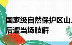 国家级自然保护区山上遍布捕鸟网，有鸟被捕后遭当场肢解