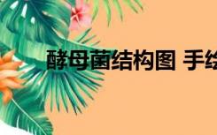 酵母菌结构图 手绘（酵母菌结构图）