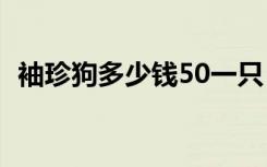 袖珍狗多少钱50一只（袖珍狗多少钱一只）