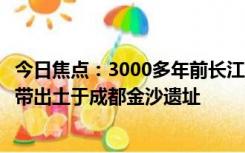 今日焦点：3000多年前长江白鲟被刻在金带上：商周鱼纹金带出土于成都金沙遗址