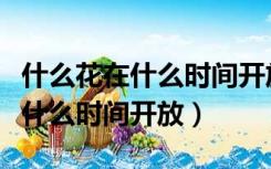 什么花在什么时间开放写出拟人句（什么花在什么时间开放）