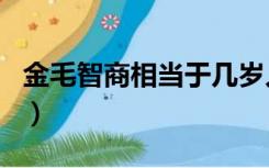 金毛智商相当于几岁人（金毛智商相当于几岁）